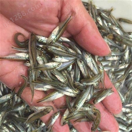 加州鲈鱼苗批发 专业养殖服务可靠 3-8cm优鲈一号规格